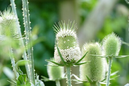 Flower white flower green