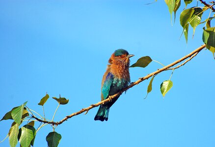 Animal green blue