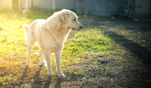 Animal cute summer photo