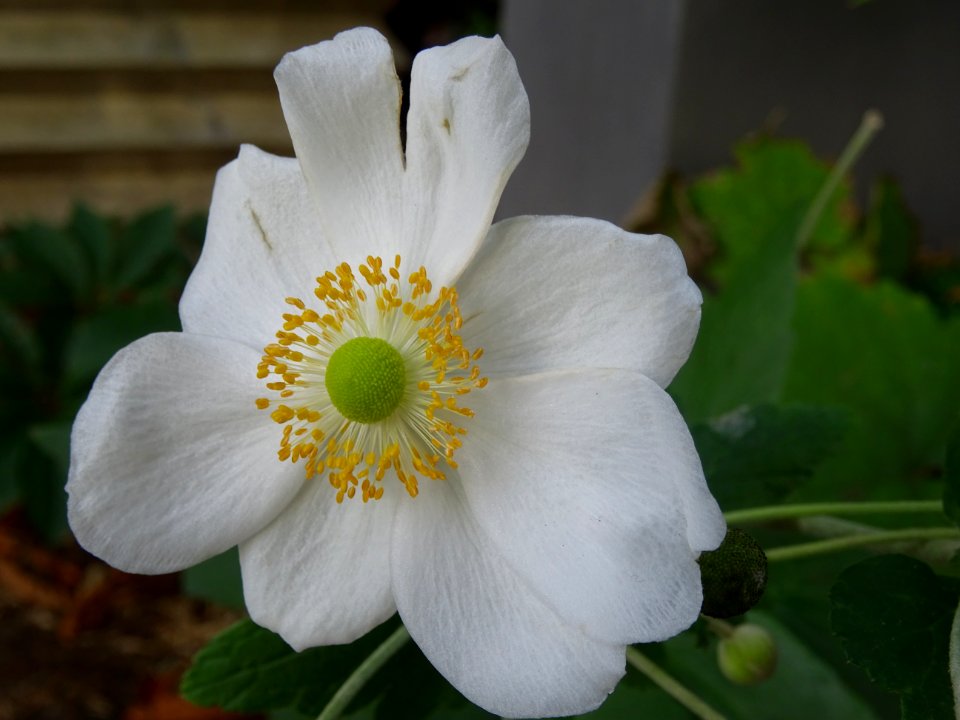 Fleur dans la rue Mallet-Stevens, 16e arr., Paris 