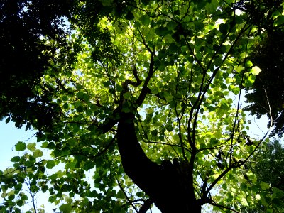 Arbres au bout de la rue Rue Mallet-Stevens, 16e arr., Par… 