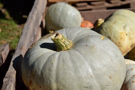 Farmer's market pumpkins autumn harvest