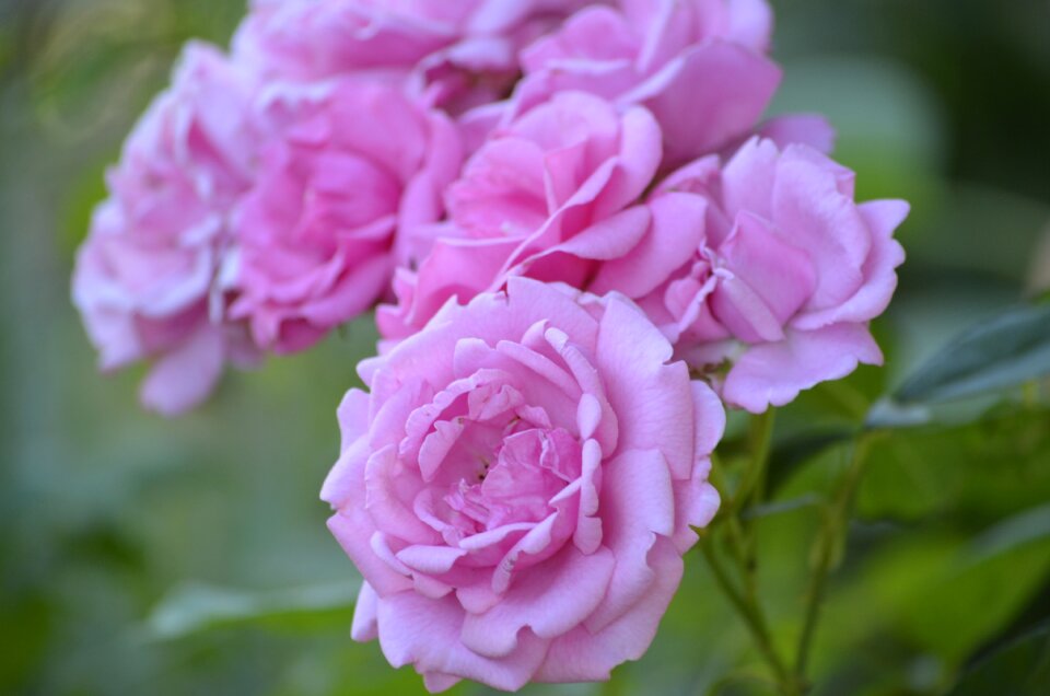 Flowers nature summer