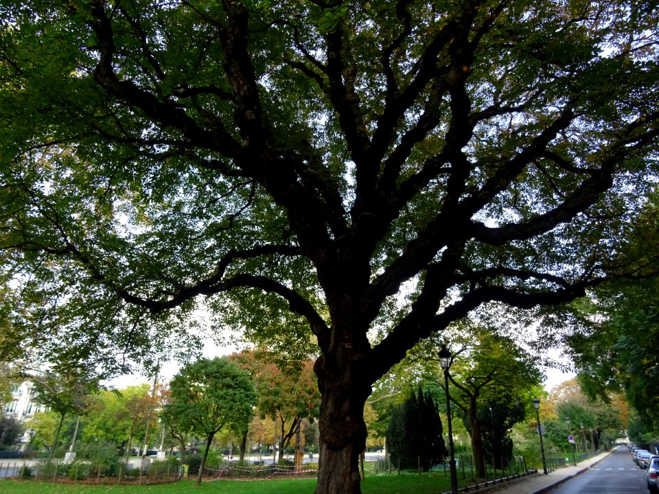 Arbres et verdure, avenue Foch, 16e arr., Paris 