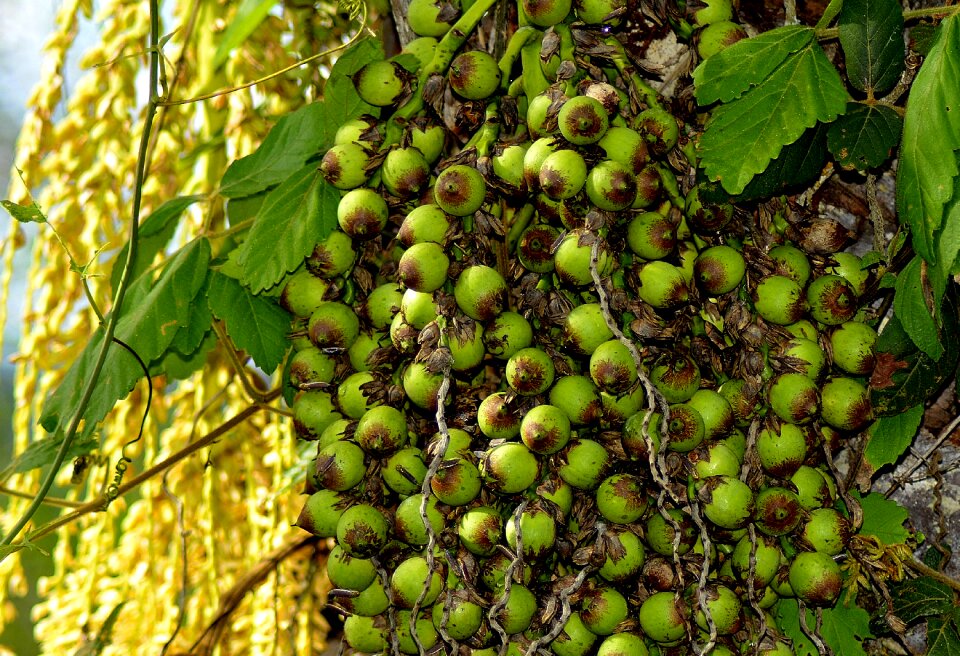 Small coconuts coco licuri
