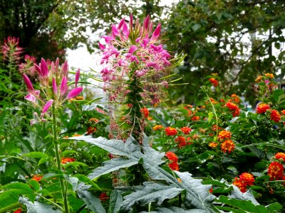 Fleurs ..., square Desnouettes, 15e arr., Paris 