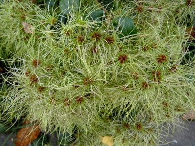 Clématite des haies, Clematis vitalba, Renonculacées. Fric… 