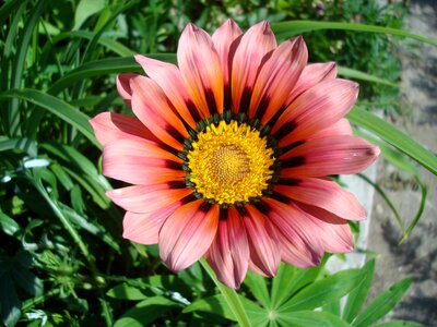 Gazania african daisy flower