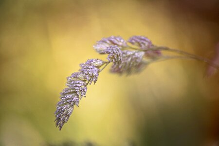 Close up halme dewdrop