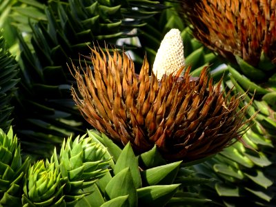 Araucaria du Chili, Araucaria araucana, Araucariacées. Aux… 