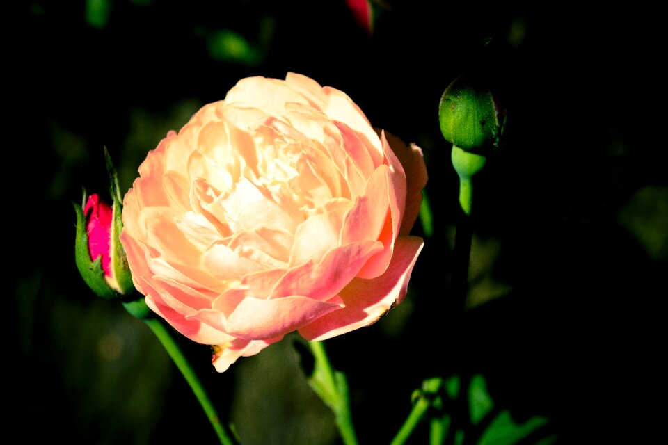 Pink buds bloom