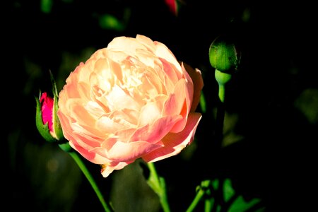 Pink buds bloom