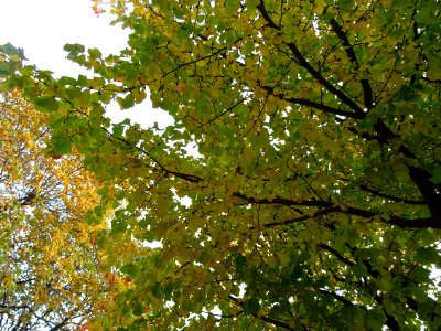 Feuillage jaune et vert dans le square de l'Oiseau Lunaire… 