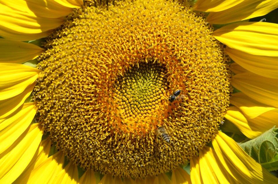 Sun nature plant