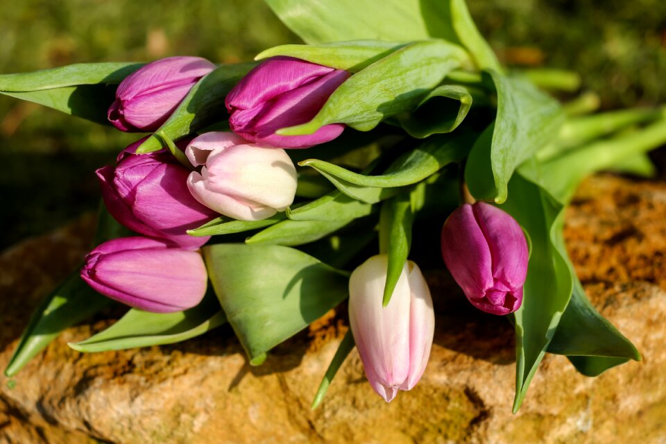 Colorful fragrance bloom