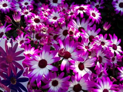 Floral blossoms blanket