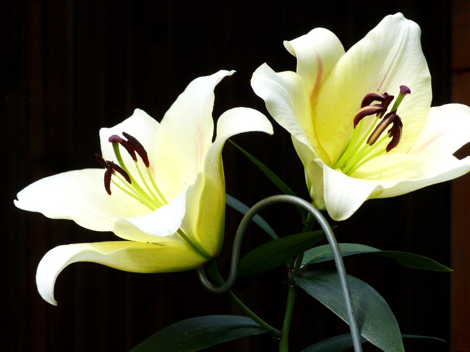 White garden summer