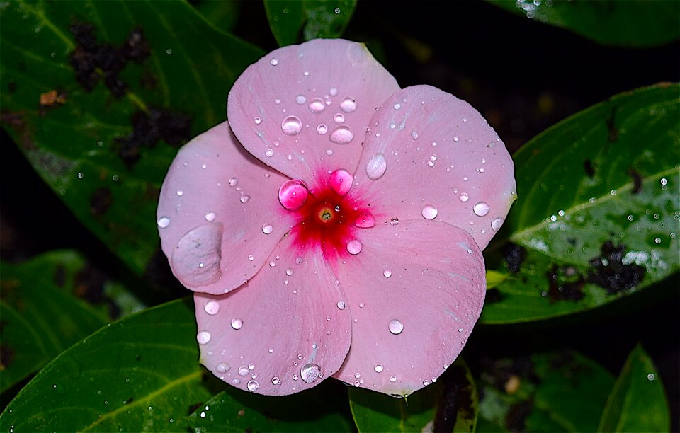 Pink vibrant garden