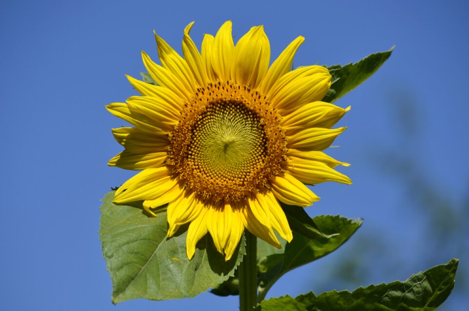 Summer blossom bloom