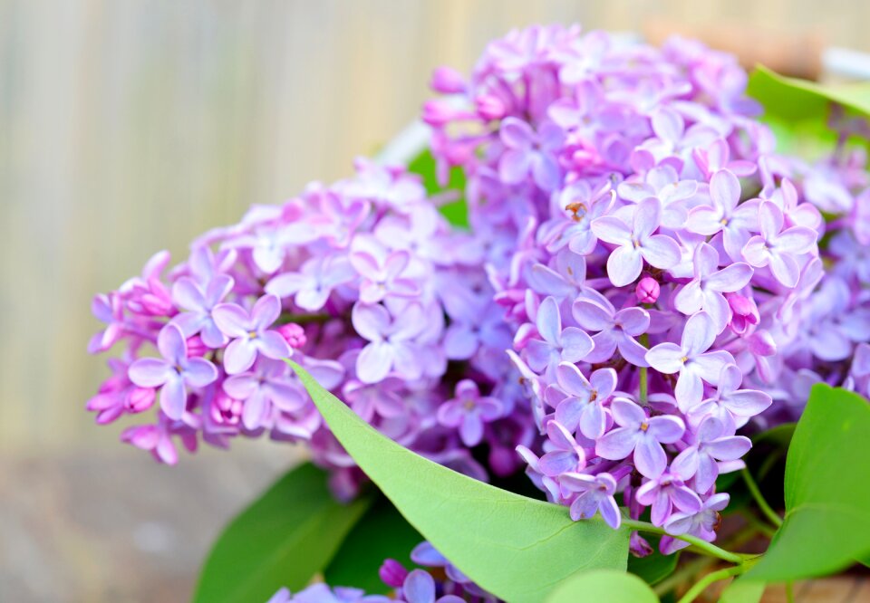 Petals purple plant