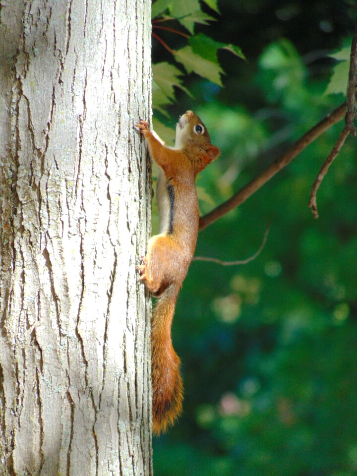 Tree fauna branch