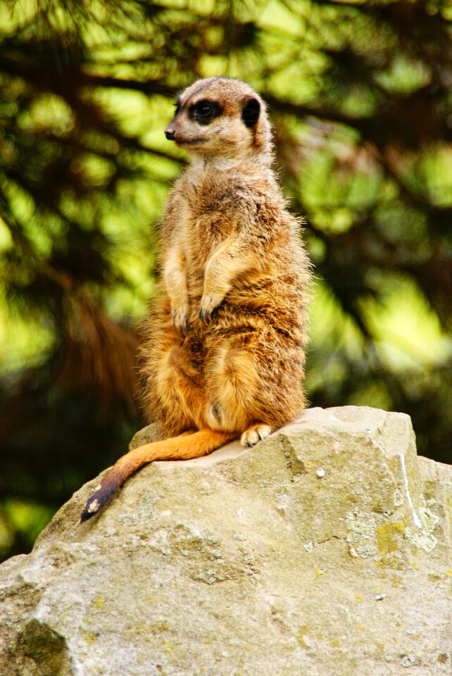 Meerkats pet sitting