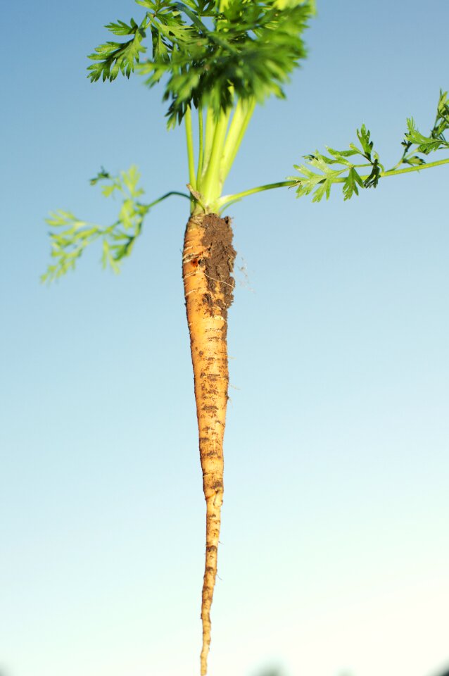 Arable land bauer beta carotene bio