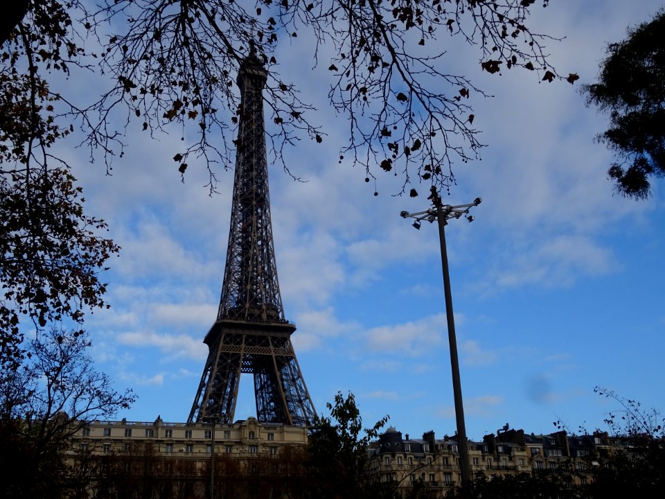 La Tour Eiffel, la tête dans les branches, Paris 