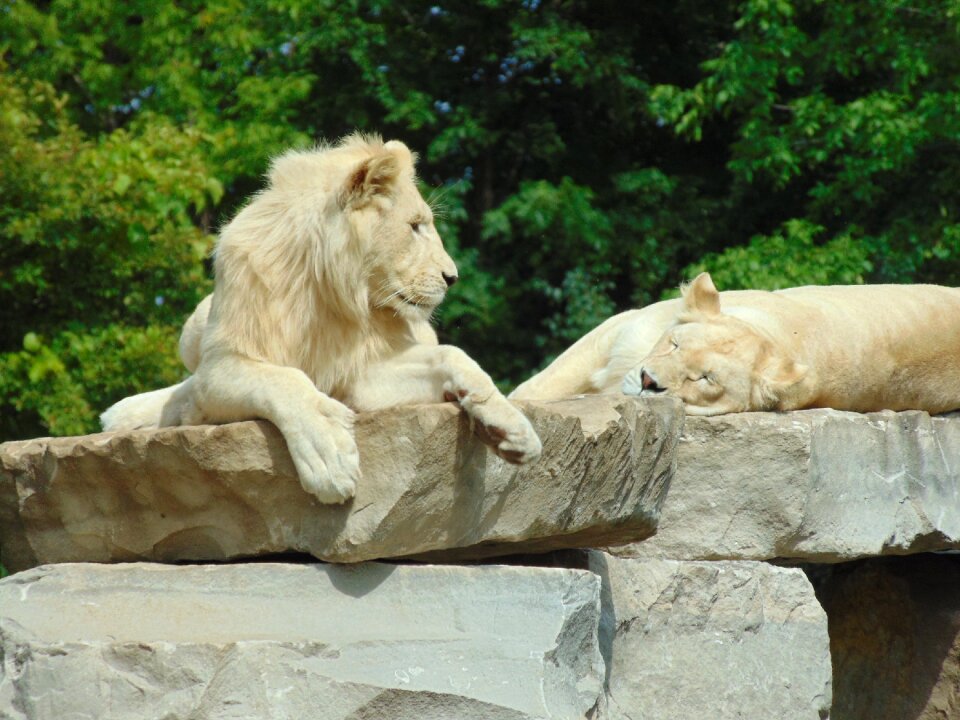 Feline mammal mane