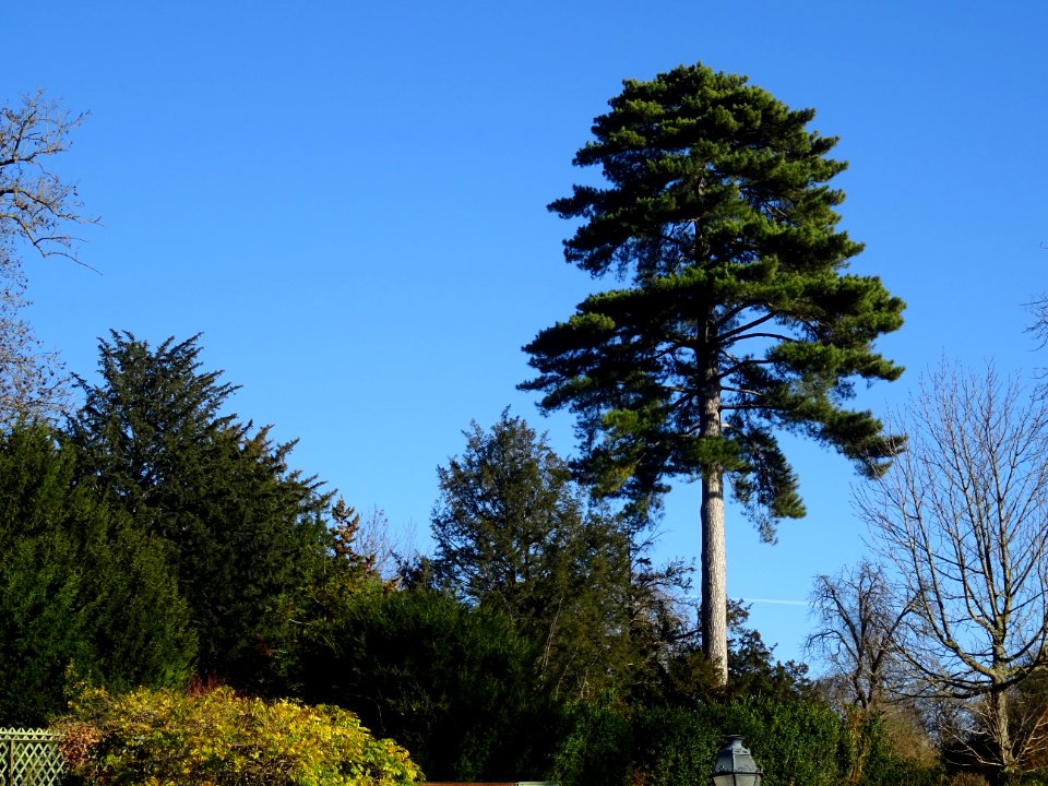 Un pin, Parc de Saint-Cloud, Saint-Cloud 