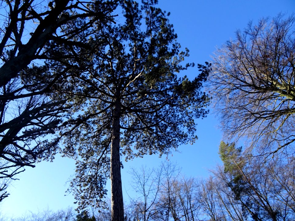 Pin dans le Parc de Saint-Cloud, Saint-Cloud 