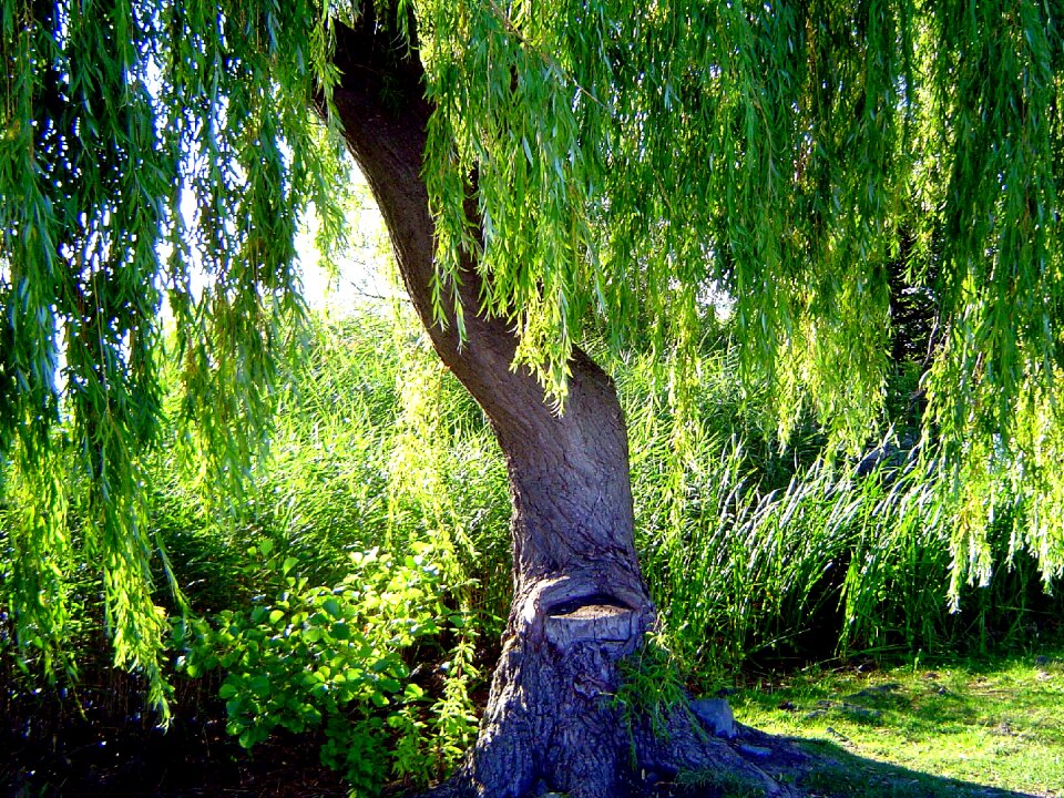Resort weeping willow bank