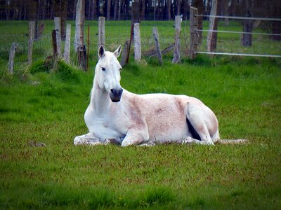 Rest concerns white horse