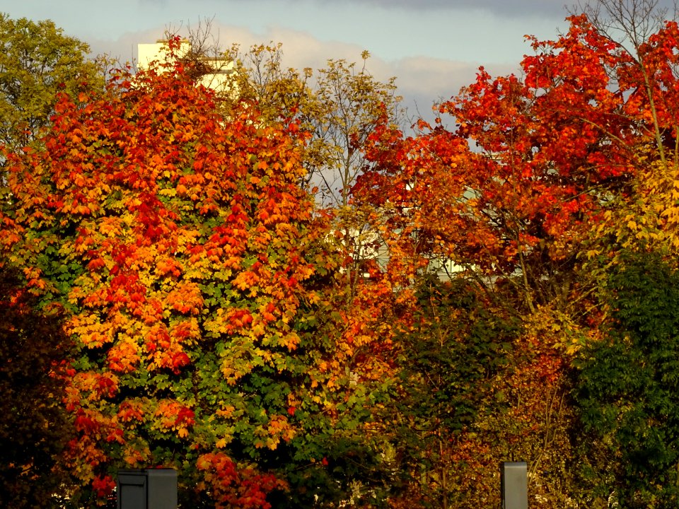 Couleurs de l'automne à Boulogne 