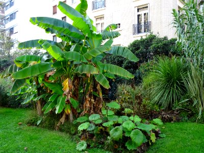 Des bananiers dans le square Jan Doornik, 16e arr., Paris 
