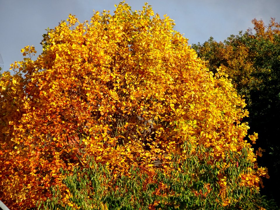 Couleur automnale dans les arbres, Sèvres, Hauts-de-Seine 