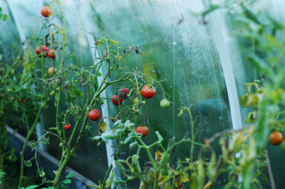 Tomato vegetables food