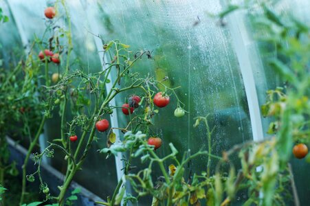 Tomato vegetables food