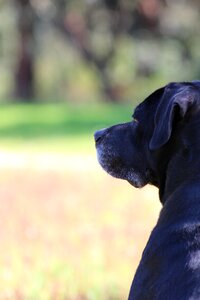Bitch profile dog animals