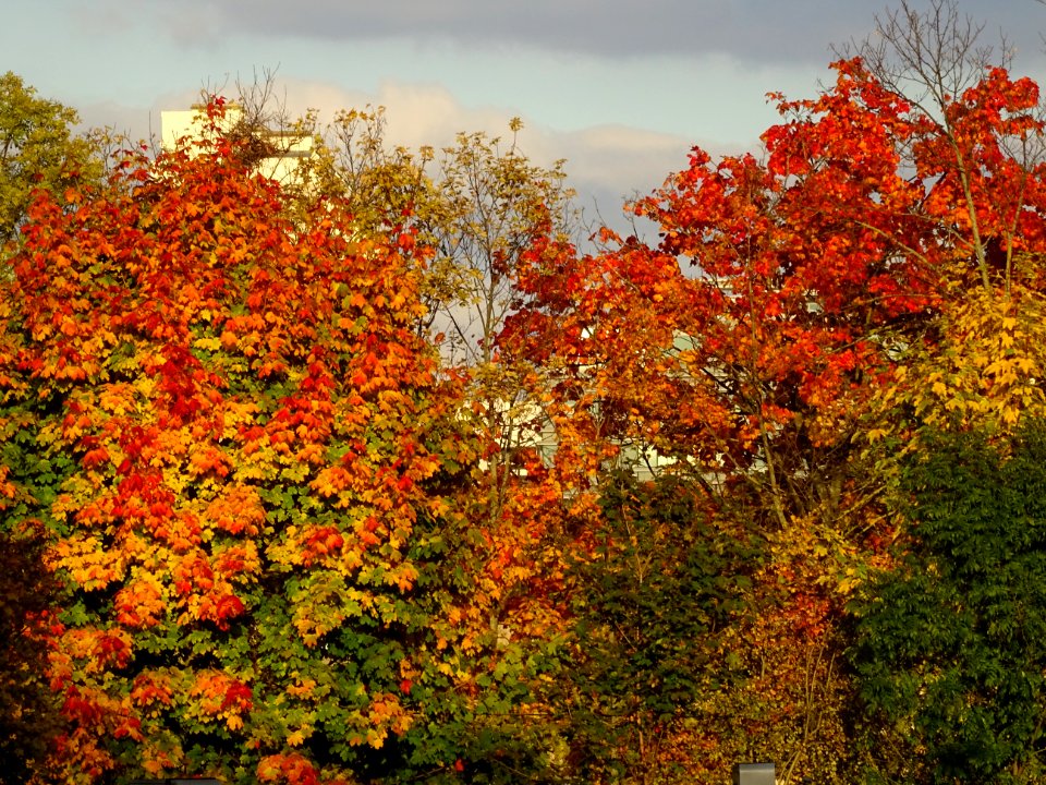 Couleur automnale dans les arbres, Musée National de Céram… 