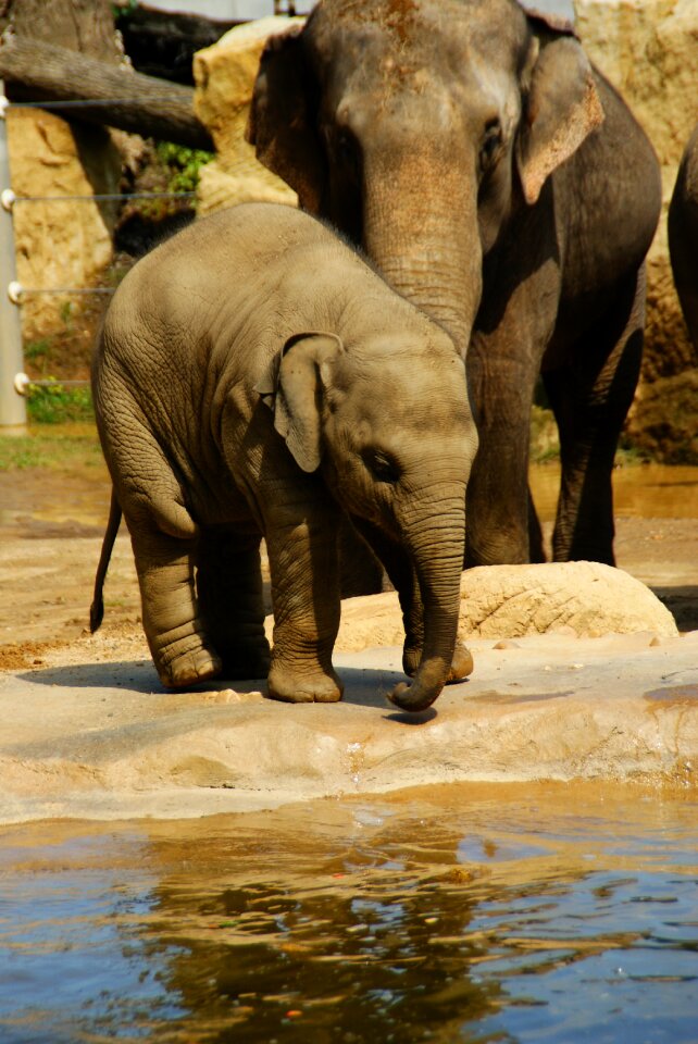 Zoo africa proboscis