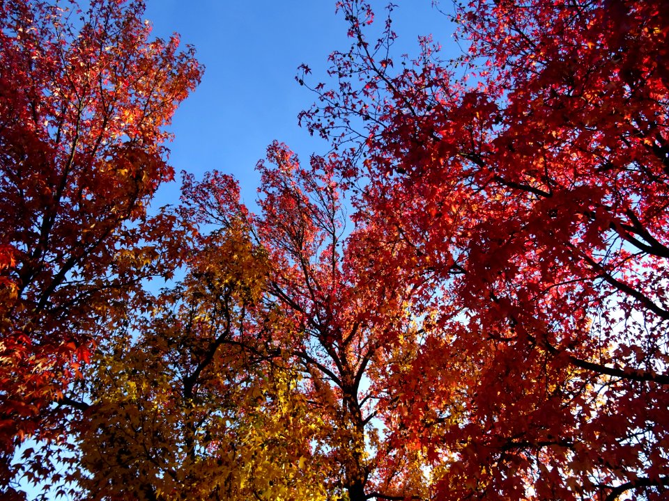 Copalme d'Amérique ou Liquidambar, Liquidambar styraciflua… 