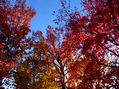 Copalme d'Amérique ou Liquidambar, Liquidambar styraciflua… 