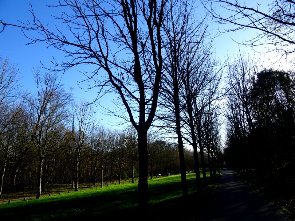 Arbres et pelouses, Parc de Saint-Cloud, Saint-Cloud 