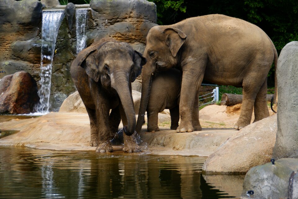 Animal animals zoological garden