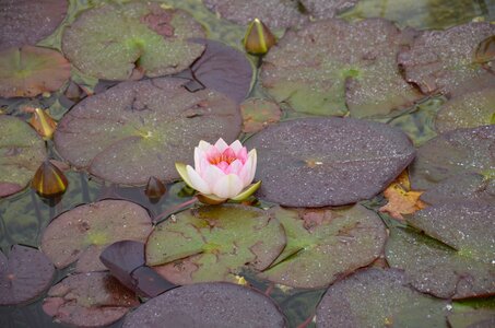 Pink water lily flower nuphar lutea