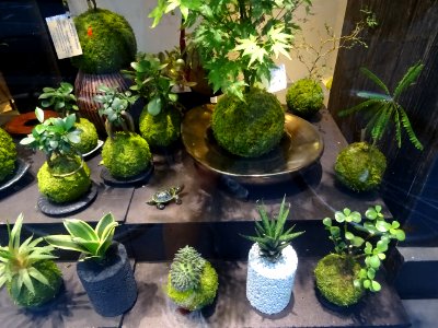 Fleuriste Aquaphyte, spécialiste du Kokedama, art végétal … 