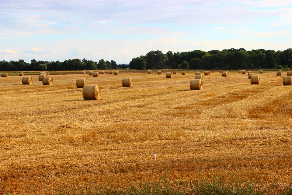 The cultivation of landscape field