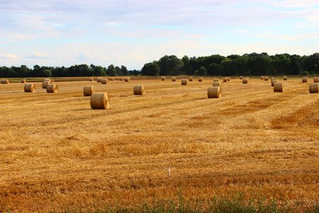 The cultivation of landscape field