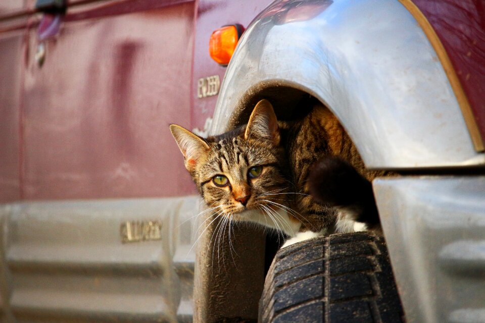 Auto mature young cat